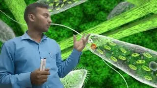 #Euglena //Euglena animal hai ya plant//आप लोगों के लिए मैंने पकड़ा है यूग्लीना देखो 😊 😊