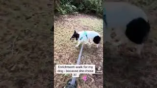 Dog’s choice to go on sniffary