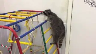 Еноты такие еноты