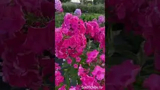 Флокс Юннат советской селекции