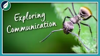 Exploring Communication | Compilation