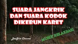 Suasana kebun karet disore hari, diiringi suara jangkrik dan suara kodok ll Garden Song