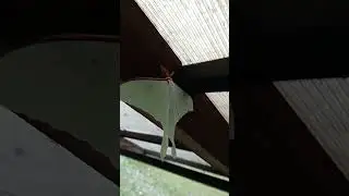 🦋