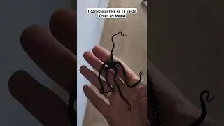 для подписки скопируйте ссылку ниже и вставьте в браузер  https://t.me/greenartmoscow