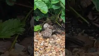 Male Sparrow Feeding Juvenile