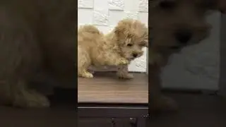 ペットショップ 犬の家 中津川店 「マルプー♀」