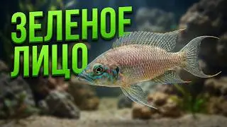 Принцесса озера Танганьика