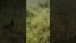 #такса #собака