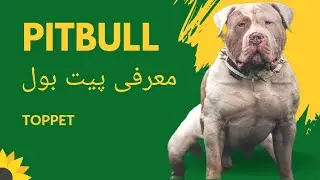 معرفی سگ پیتبول همه‌چیز در مورد پیت بول🐕‍🦺