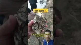 Ikan Ajaib #viralvideo #ikan #shortsviral #fish #fishing