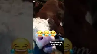 очень уставший бычок 😅 храпит жутко и другим спать не даёт.