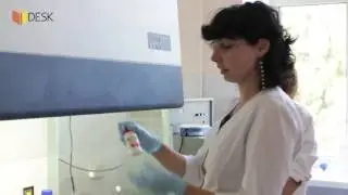 Тетяна Древицька Кардіоміоцити