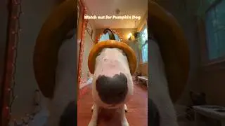 Uh oh!! It’s Pumpkin dog  