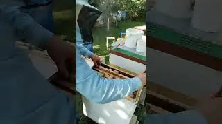 17.07.24 год продолжаю откачку липы с шестирамочников!!