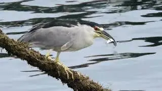 Socó-dorminhoco comendo um peixe 🙂