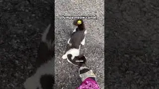 Kita culik kucing jenis lembu ni 🤣