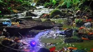 Magic Orb Video using Creation Effects Wisp Plugin and Element 3D