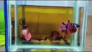 BETTA CANDY GALAXY #bettafish #ikanlaga #bettafishbreeding #breeding #fishtank #aquarium #fish #vlog