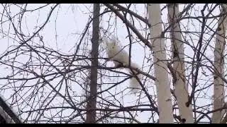 Белая белка в Югре