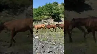 Рутульская аура