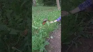 Одна знакомая белочка прибежала за орешками