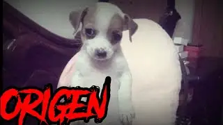 Perro Panson (Origen)