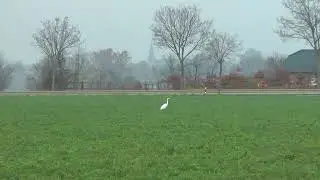 Silberreiher + Graureiher nahe der Sophienhöhe - mit Flugszenen