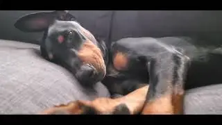 Doberman #doberman #puppies