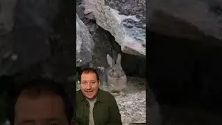 Un lince ibérico espera a un conejo