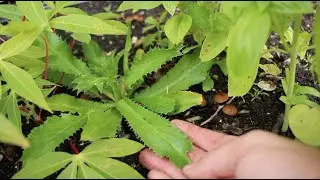 culantro is better than cilantro