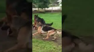 Two German Shepherds Playing in the Garden