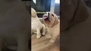 One way, or another…I’M GONNA GETCHA! 😂🐶🐾🥰 #doglover #pets #puppy #shorts #labrador