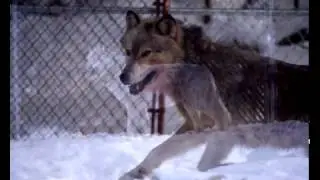 Аскер Седой - 'Волчья доля'.mp4