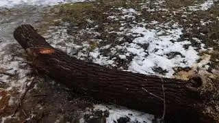 Песчанка.... Начало конца... 😢