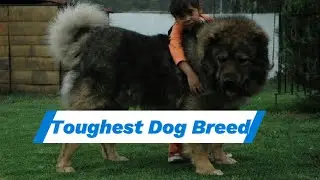 Top 10 Toughest Dog Breeds: Protectors and Companions
