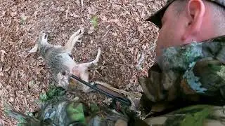Coyote Down