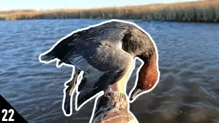 An UNEXPECTED Diver Shoot | 20 GAUGE Duck Hunting 2020