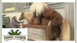 Stallion gives his all: 