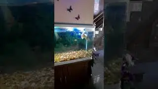 2 FEET  SILVER AROWANA