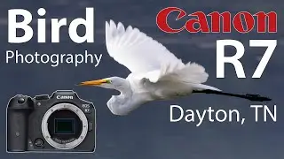 Canon R7 Bird Photography Dayton, TN