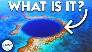 Why Oceans Have Massive Blue Holes