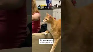 #смешнойкот