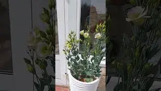 Цветение эустомы.10 июля 2023 г.