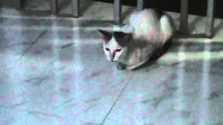 Cat Meowing Video