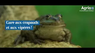 AGRIA - Gare aux crapauds, vipères et piqûres de guêpes