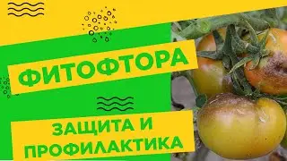 КАК СПАСТИСЬ ОТ ФИТОФТОРЫ!