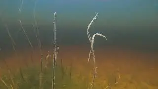 АНАПКА II. Для ДСВ.(2)
