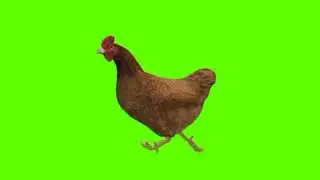 Green screen Hen video | Hen running green screen