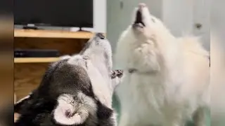 Howling Boss: Tonka Is The Loudest And Longest In The World! #howling #alaskanmalamute