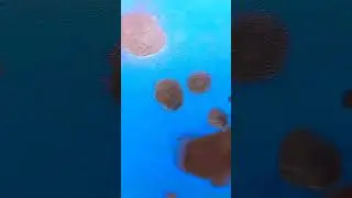 ЗВУКИ ВНУТРИ ЯЙЦА